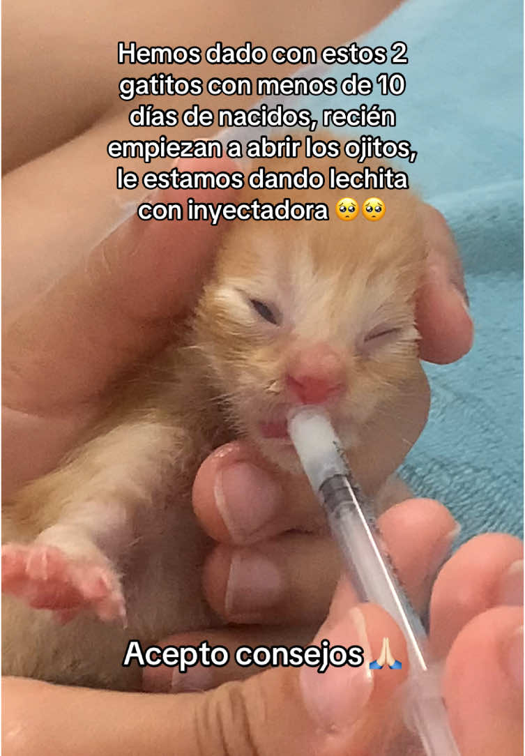 #gatosbebes #babycats #cats #lovecats #fyp #santiymamii 