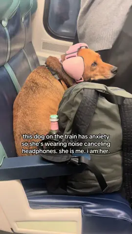 have u ever seen such a beautiful sight? #longislandrailroad #dogtok #pettravel #anxietyrelief 