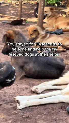 Donation link in our bio  Donate a bag of dog food to help feed a dog at our shelter  #streetdog #streetdogs #explore #foryoupage #f #foryou #foryoupag #pet #petlover #rescue #rescuedog 