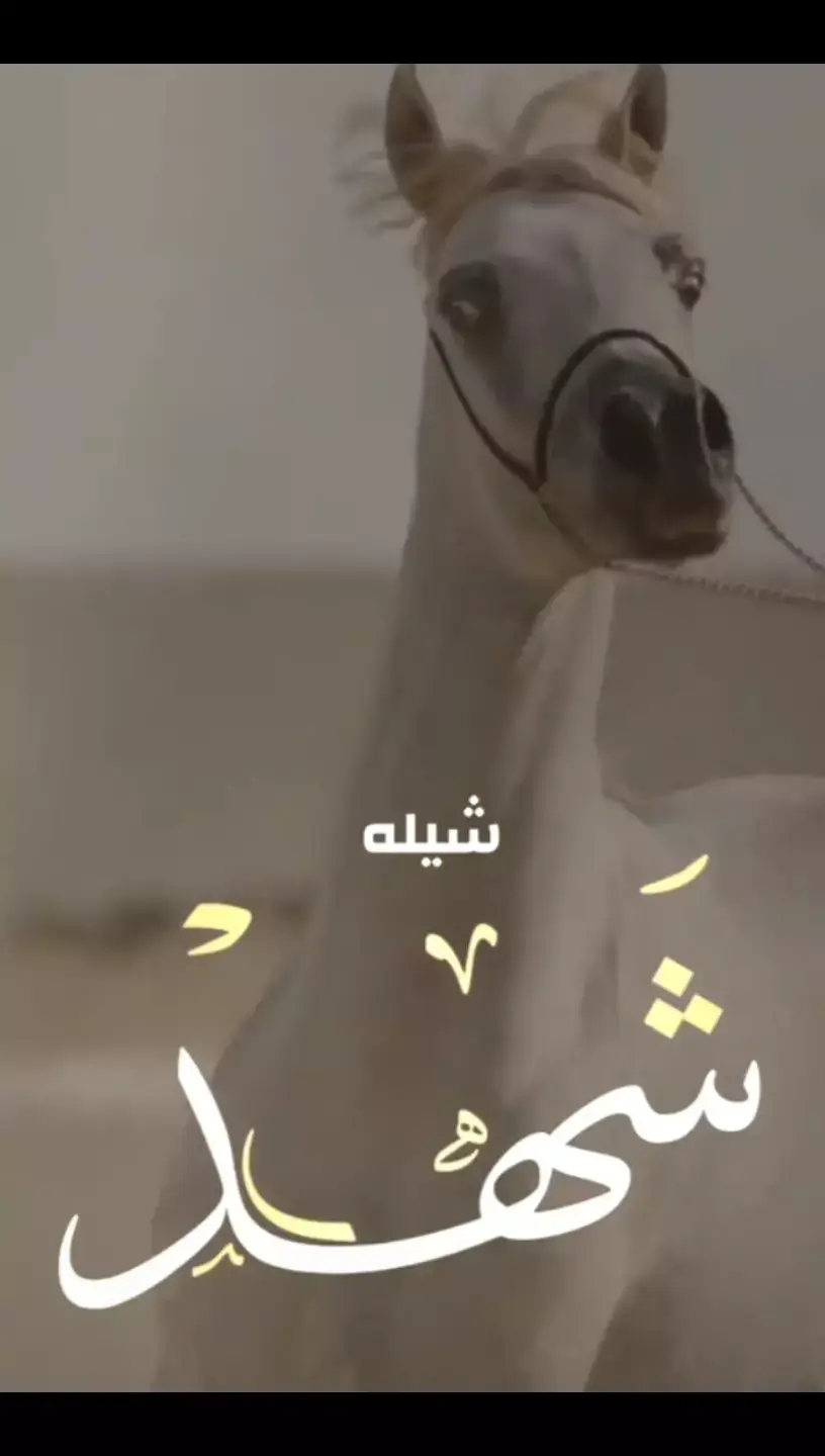 شيلة عروس باسم شهد _ شيلة مدح العروس باسم شهد تهنئة العروس شهد _ شيلة مولوده باسم شهد 