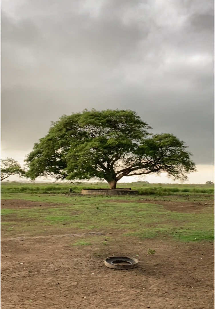 Aguacero del recuerdo 🍃🥹@Jorge F. Guerrero S.  #llano #abril #aguacero #lluvia #fyp 