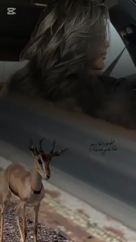 فاقد لي بنت شيخ تزيد الطيب طيب#اكسبلور #اكسبلور #explore #الانتشار_السريع #مشاهير_تيك_توك #خواطر #شعر #تصميمي#تصميم_فيديوهات🎶🎤🎬  #مجرد________ذووووووق🎶🎵💞 