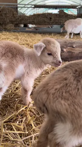 New goats just dropped  - - - - - #animal #animals #animalsoftiktok #fyp #foryoupagee #goats #goat🐐 #farmlife #farming #animallover #animalfriends 