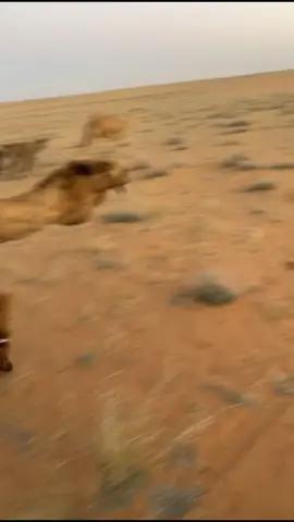 اتبع هوا هزعا غلاها بنيته 