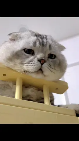 #funnycat #catlover #kitty #fyp 