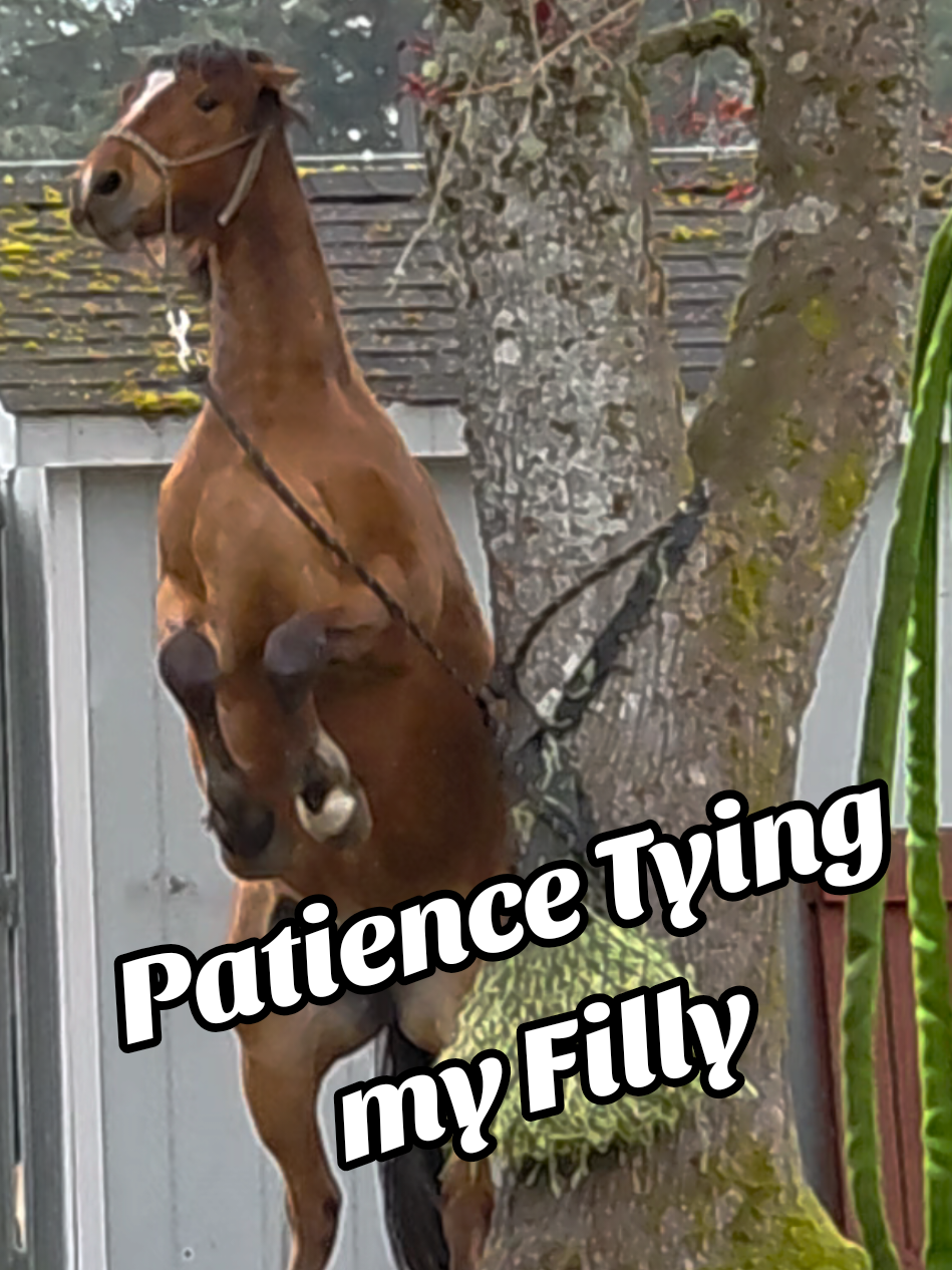 Today was planned as a grooming session and became an inadvertent patience tying lesson for my coming 2 y/o filly, Phantasia. This shows her progression over 20 minutes and my thoughts about it. What do you think about patience tying as a training tool? Go or whoa? #horsetraining #horse #horseowner 