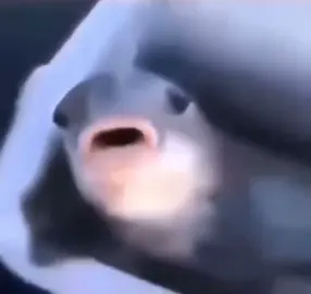 XD