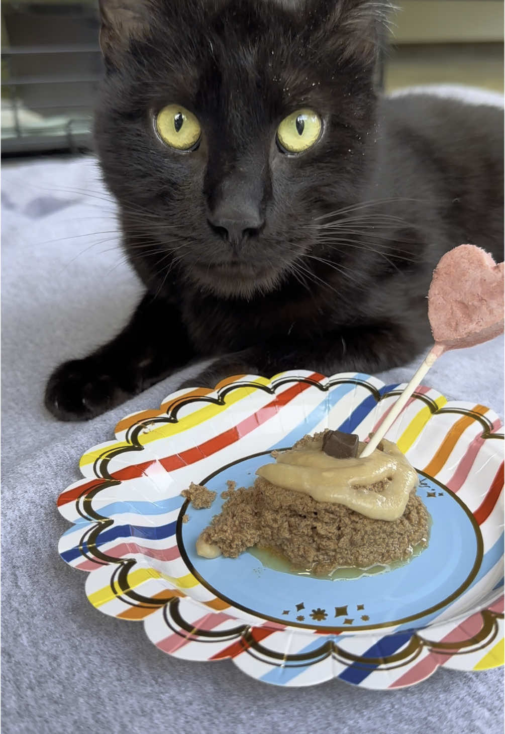 So today was my cat Haku’s birthday, this little guy can’t be around the other cats unless he tests negative for FELV, so he couldn’t eat with the other but we still get a cat cake!  #asmr #asmrcat #blackcat #rescuecat #felvcat #fivcat #rescueblackcat 