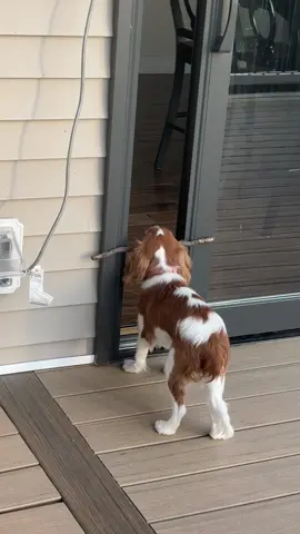 #cavalierkingcharles #fypシ #funny #puppy 