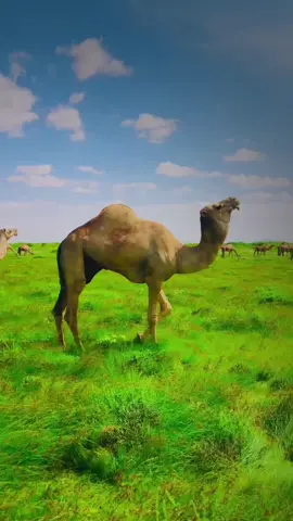 #GEELA #BAARQABKA  #garowe_puntland_🇸🇱🇸🇱  #somalitiktok  #cup #fyp  #following 