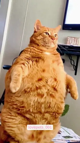 So fat!#cats #cutecats #foryou #funnytiktok #funnyvideos #usa #funnyanimals #fypシ #cute #funnycat #catlover #funnypets #viral #funny 