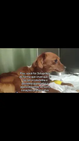#fyp #entregatiktok #cachorros #animaisnotiktok 