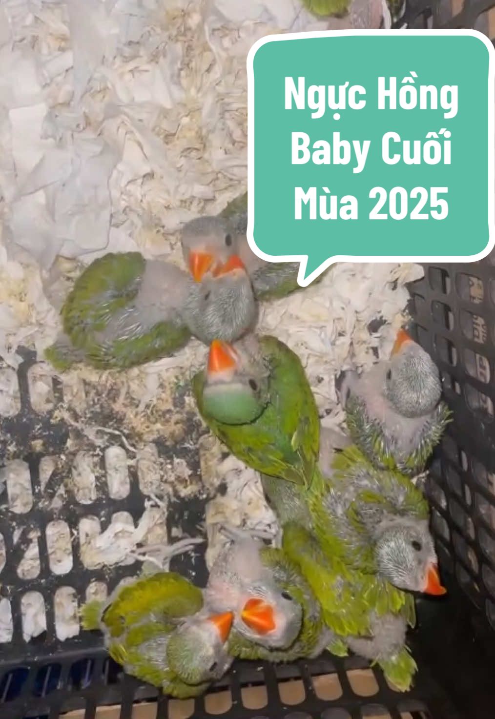 Ngực Hồng Baby dạy nói, lứa cuối cùng mùa 2025 #vẹt #vetnguchong #vetnguchongbaby #vetnguchongnoi #vetnguchongnon #fyp #LearnOnTikTok 