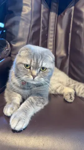 USC ICE BUCKET CHALLENGE #icebucketchallenge #uscicebucketchallange #uscspeakyourmind #fyp #cat #venomvoice 