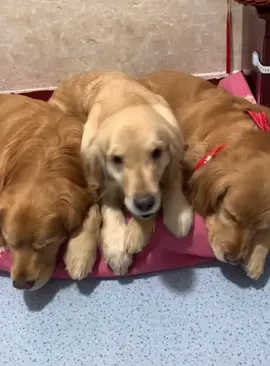 The dog knows where the cat is.#funny #funnydogs #foryou #dogs 