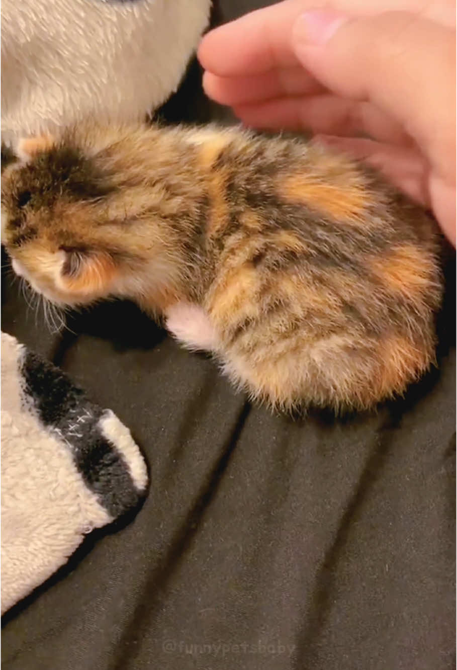 Cute kitten🥰🥰#funny #catsoftiktok #kittycat #kitty #cute #cutecat #funnyvideo #fypツ #foryou #kitten #catlover 