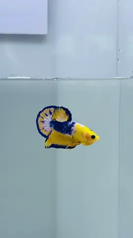 - MALE YELLOW FANCY BLUU 💛💙💛 ———————————————————————— ———————————————————————— JANGAN LUPA JOIN KE GROUP TELEGRAM SAYA . https://t.me/fauziarifinbetta7 . LINK TELEGRAM TERCANTUM DI BIO PROFIL INSTAGRAM & FACEBOOK . FACEBOOK : FAUZI ARIFIN BETTA INSTAGRAM : @fauzi_arifin_betta  TIKTOK : FAUZI ARIFIN BETTA . TERIMAKASIH ATAS SUPPORTNYA!! . . #fauziarifinbetta #bettaindonesia  #bettathailand #bettausa🇺🇸 #bettaaustralia #bettacalifornia #bettacanada #bettavietnam🇻🇳 #bettajapan #bettamalaysia #bettasingapore #bettabrunei #bettafilipina #bettakorea #bettaspanyol #bettaengland  #bettainternational 