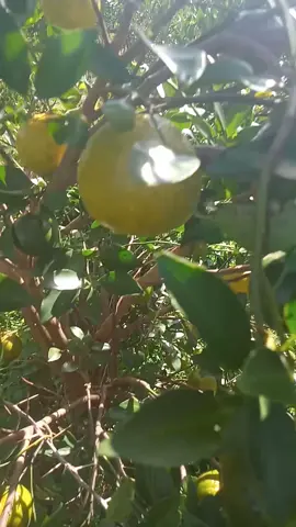 #jerukbanyuwangi #fyppppppppppppppppppppppp 