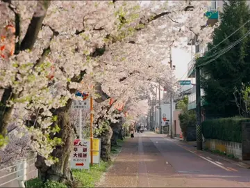 つかの間の瞬間。 一瞬一瞬が大切で、これは重要な瞬間のひとつです #japan #japanlife # #japanese #tokyo #foryou #japantravel #🇯🇵 #桜 #日本 #cherylblossom 
