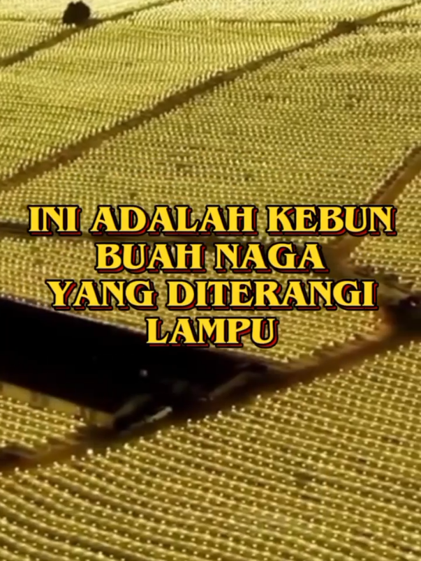 INI ADALAH KEBUN BUAH NAGA YANG DITERANGI LAMPU #fyp #tiktok #viral #trending 