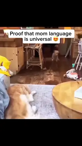 Puppies instinctively learn to obey their mother from a young age—she teaches them important social behaviors, like boundaries and respect, through gentle discipline and body language. Share and follow if you like dogs  Credit unknown Please DM us for credit  #dog #doglover #happydog #cutedog #puppy #puppylover #dogandmom #puppyplaying 