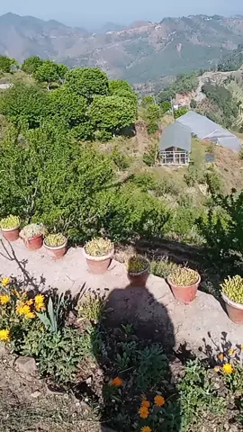 ##पहाडको डाँडा मा 🥰💝❤️❣️🇳🇵⚔️🎉❤️‍🔥🫀