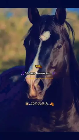 #🎵🎶🎧💕💕💕💕💕 #VicenteFernandez #💫💫 #OCHOA #🐴❤️ #corridos #💫💫 #🐎🐎 #caballos #CapCut 