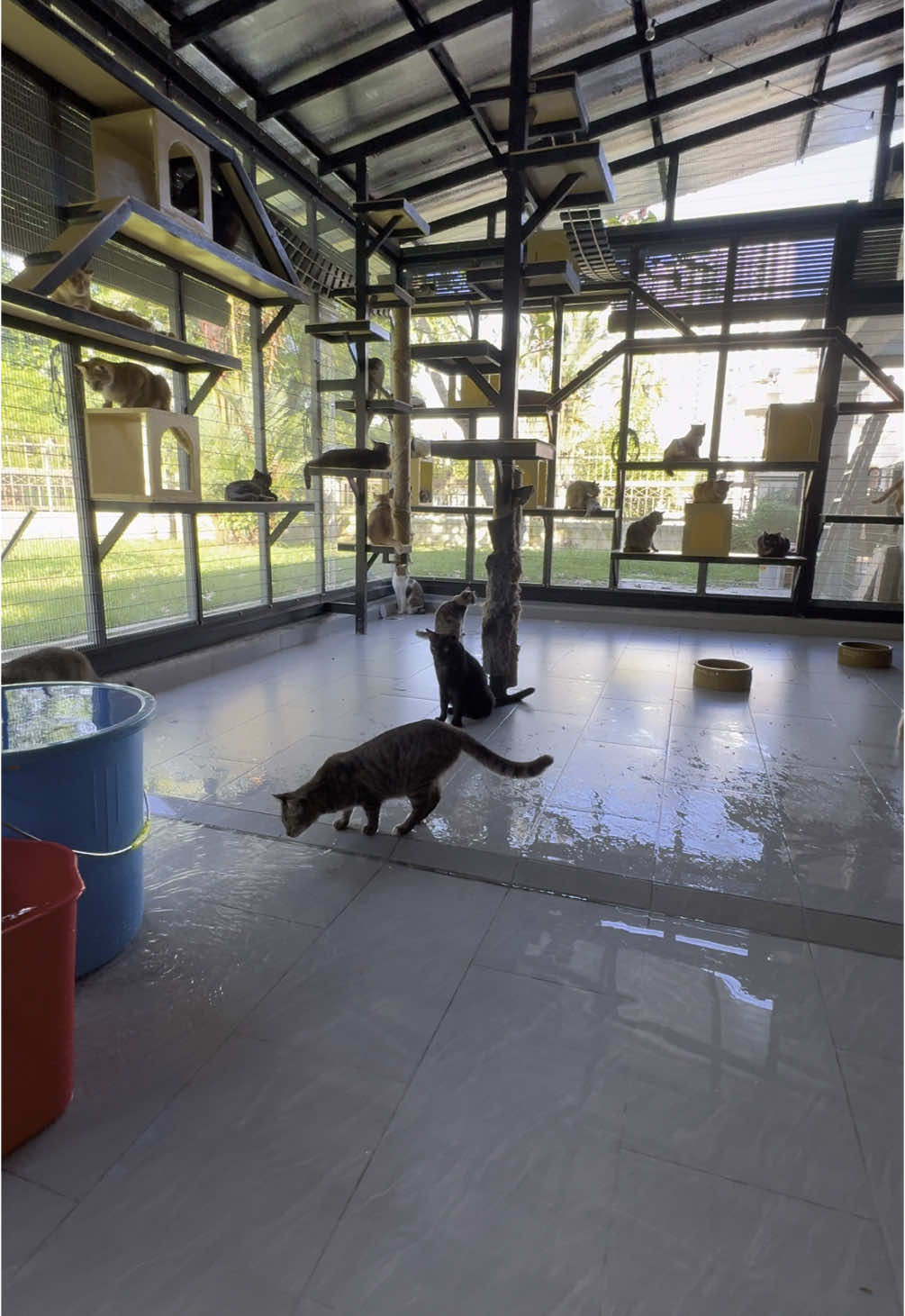 Well you all suka tengok bibik in action kan.. 🤪 #اَلْحَمْدُلله #malaysia #happy #Love #rescueanimal #bibikkucing #fyppppppppppppppppppppppp 