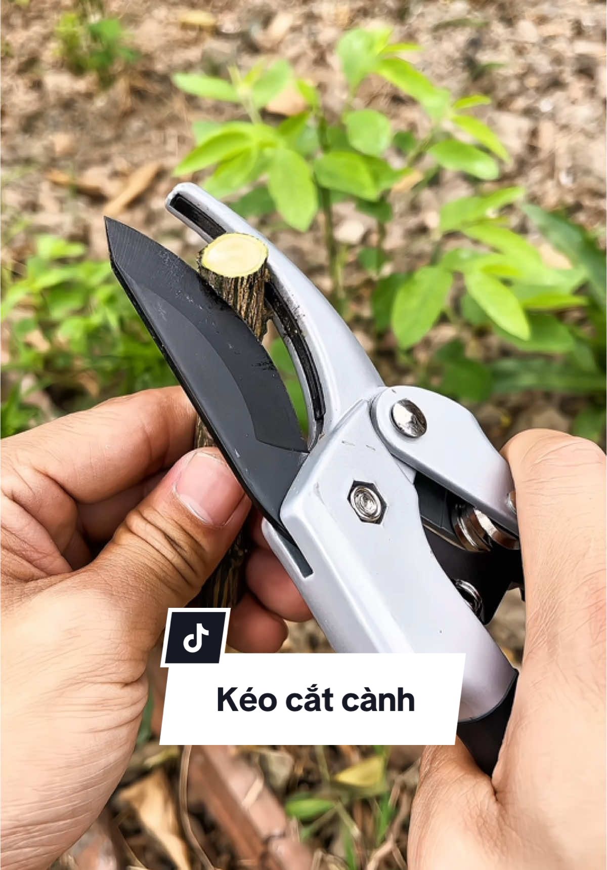 Kéo cắt cành trợ lực lưỡi SK5 Nhật bền bỉ. #keocatcanh #keocatcanhcay #keocatcanhtroluc 