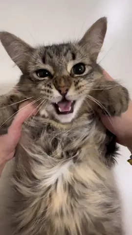Mickey is cute #catsoftiktok 