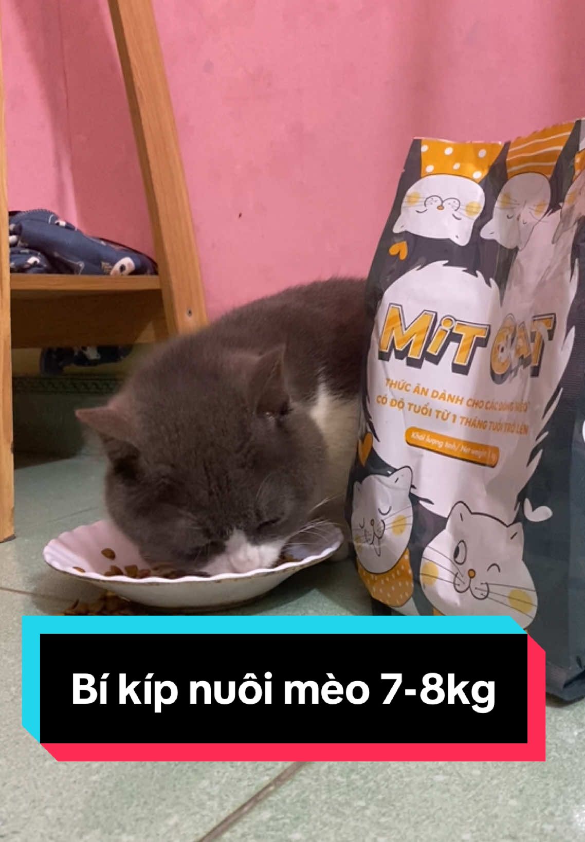 Mukbang gì chưa người đẹp? #cat #pet #affiliate #2025 