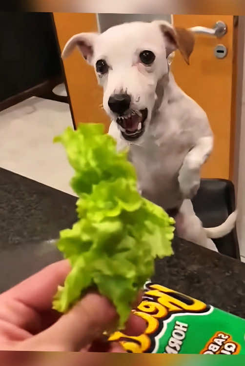 Dogs react to eating vegetables🦮😂#usa #funny #pet #fouryou #anilam #funnyvideos #dog #funnyvideo 