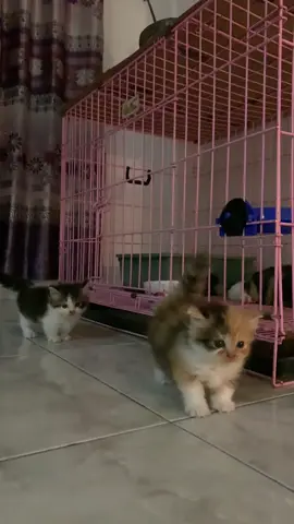 #munchkincat #anakkucing #funcat #fypage #kucingmunchkin #kucinggemoy #adopsikucingjogja #kucingjogjakarta #jualbelikucingjogja 