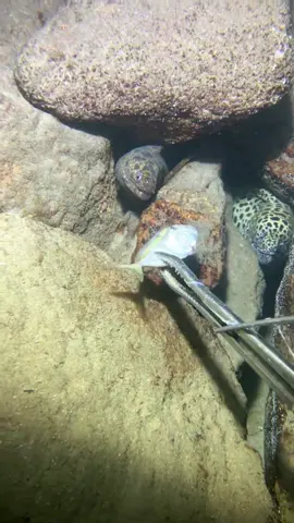 #catchseafood #oceanexploration #deepsea #beach #nature