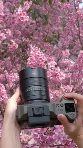 Mùa xuân đang đến! 🌸✨ Với Khoa học Màu sắc Tự nhiên Hasselblad, mỗi chi tiết sôi động đều được ghi lại - từ hoa anh đào và hoa mận mỏng manh đến chú ong nhỏ khi làm việc. Ngay cả những giọt sương nằm trên cánh hoa cũng trong vắt. Chụp bởi Kinoko, X2D 100C Earth Explorer Limited Edition & XCD 90V #Hasselblad #technology #review #xuhuong #hoandinhkinh 