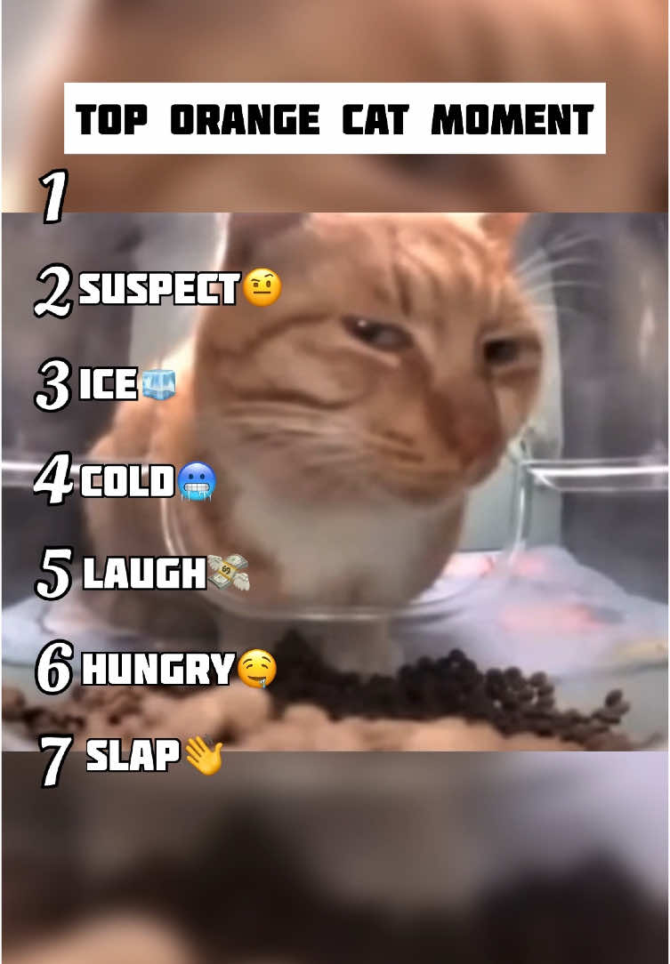 | Funny Orange Cat Moment | 😂😂😂#fyp #top #meme #funny #cat 