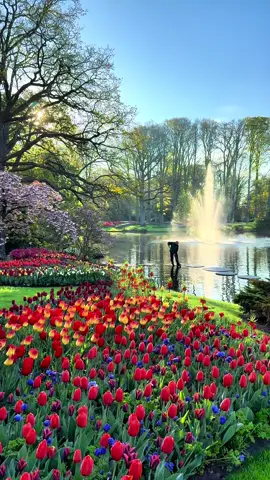 Good morning from Keukenhof!🌷