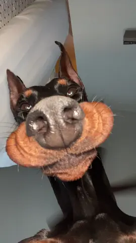 #princess #fyp #doberman #cute #dogy #dog #xybca 