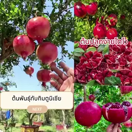 ต้นพันธุ์ทับทิมตูนิเซีย #ทับทิมแดงตูนิเซีย #พันธุ์หายาก #พันธุ์หายาก #ต้นพันธุ์ #ปลูกได้ทุกที่ #พร้อมปลูก #พร้อมส่ง #ปลายทาง 