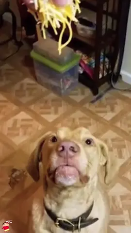 Dog vs cheese #dog #dogsoftiktok #funny #funnytiktok #funnyvideos #Foryou 