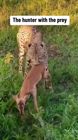 Cheetah hunts small deer in preparation for predation. #animals #Predators #safari 