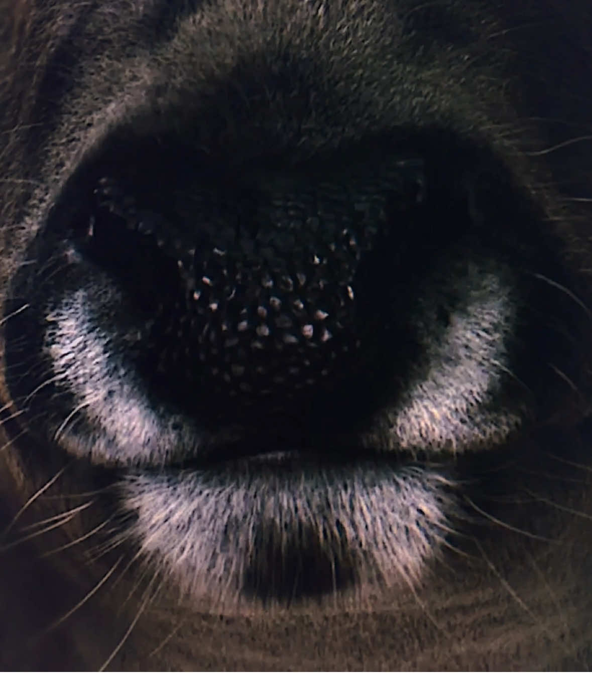 what is beauty without cost? #thehungergames #thehungergamesedit #katnisseverdeen #fyp #panem #district12 