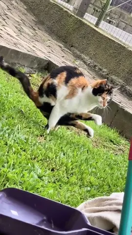 l admit she knows yoga better than me#yogajourney #yougachallenge#fyp#fortou #cats#yoga#gato #pets #momsofitktok 