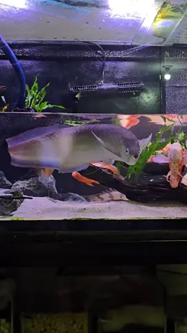 Partial Water Change #astronotus #albinoredoscar #oscarfish #oscarfishlover #astronotusocellatus #plantedtank #osteoglossum #osteoglossumferreirai #blackarowana 