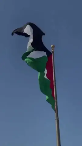Doa untuk Palestina 🤲🥺 #palestine #freepalestine #prayforpalestine #aamiin #tiktok_islam 