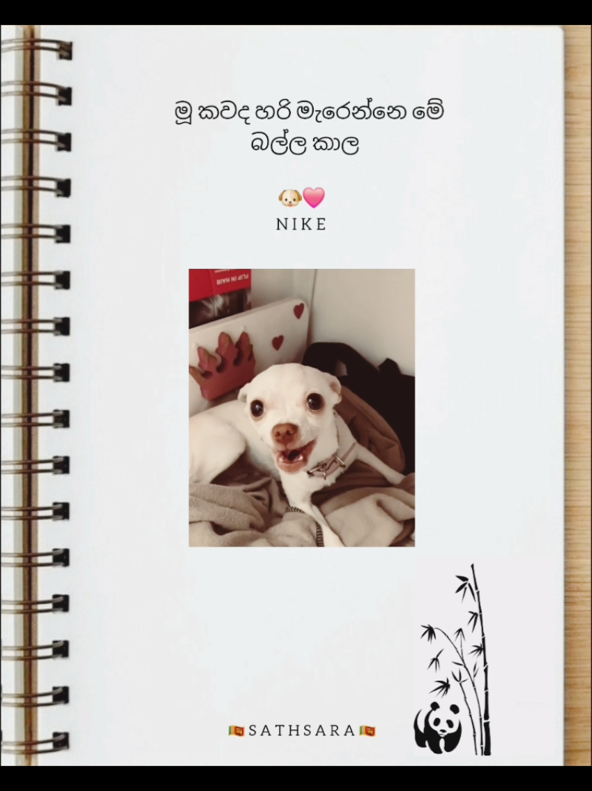 nike🐶😂  #fypシ゚ #foryou #viral #nike #trend #creatorsearchinsights #sathsara