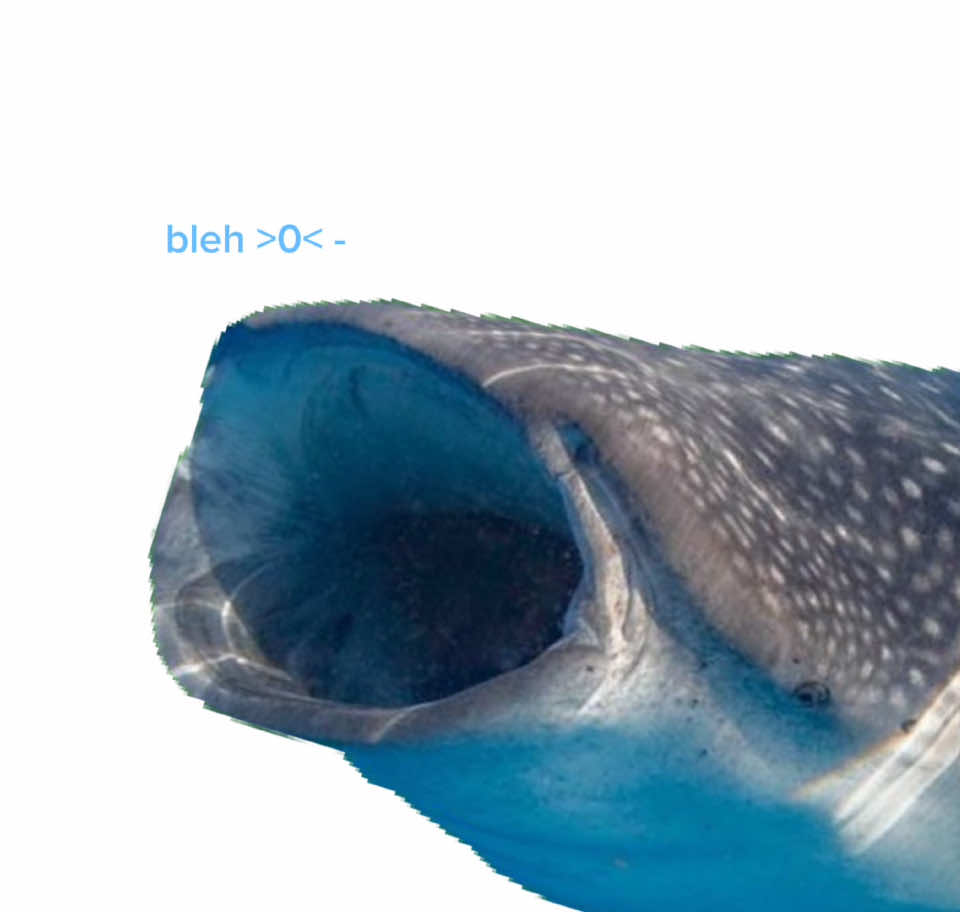 WHALE SHARK !! >0< #whaleshark #sharks #sharklover #cutehshark #funny #funnyshark #sharks #sharkenthusiast #ilovesharks #real #joke #funnytiktok #xbcyza #adorable 