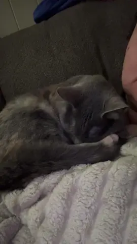 I just love this girl so much 🥹 Always knows when I need snuggles 🥰 #catsoftiktok #catlover #emotionalsupportanimal 