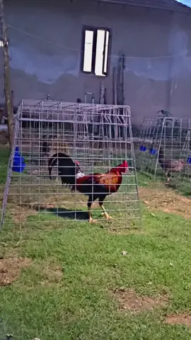 Ganti Bini semua Yang Lama Udah Gak enak🤣🤣 #PureBostonRounhead🐓  #PURE_POP_ICE👌 #salamsatuhoby🐓 
