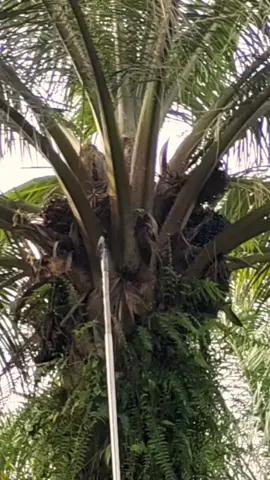 egrek king JM original Malaysia alat panen nomor satu #dodoskampung #kingjm #palmharvest 